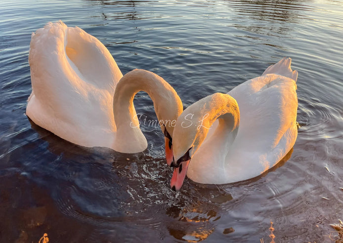 Swans In Love (photo) - 1