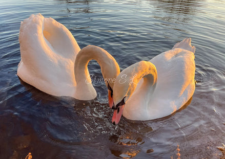 Swans In Love (photo) - 1