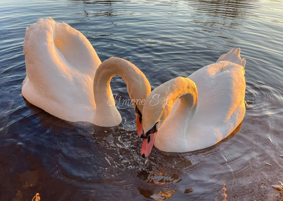 Swans In Love (photo) - 1