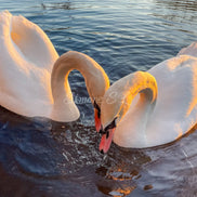 Swans In Love (photo) - 2