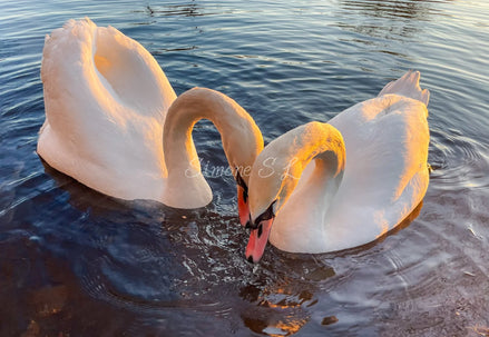 Swans In Love (photo) - 2