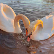 Swans In Love (photo) - 3