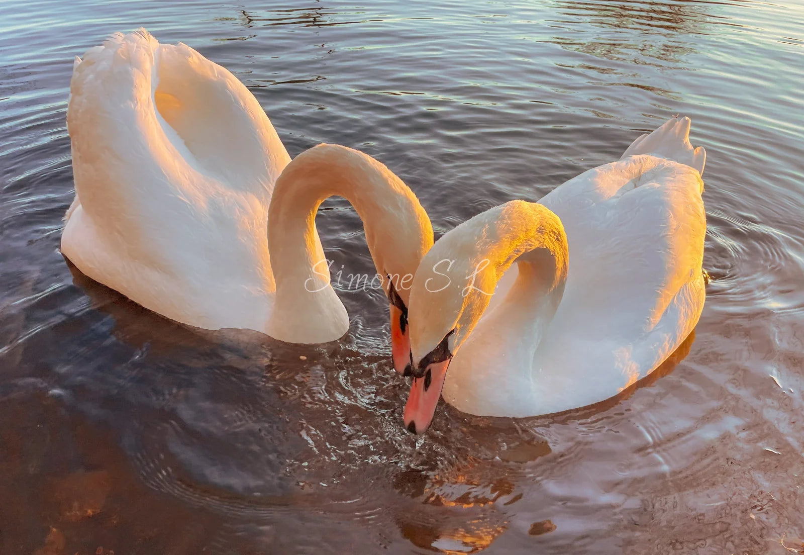 Swans In Love (photo) - 3