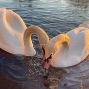 Swans In Love (photo)
