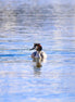 Swimming Great Crested Grebe (photo)