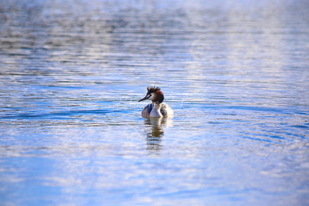 Swimming Great Crested Grebe (photo)