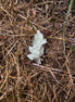 The Crying Leaf (photo)