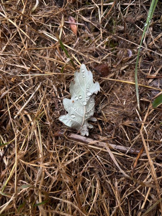 The Crying Leaf (photo)
