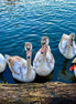 The Whole Family (photo)