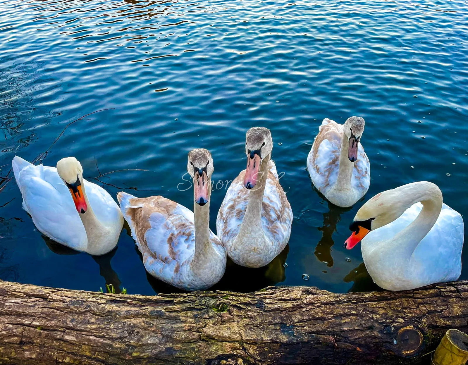 The Whole Family (photo)