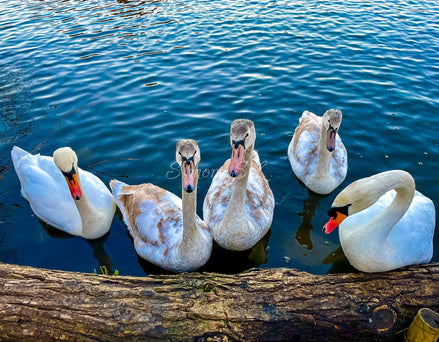 The Whole Family (photo)