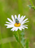 Thick-legged Flower Beetle On Flower (photo)