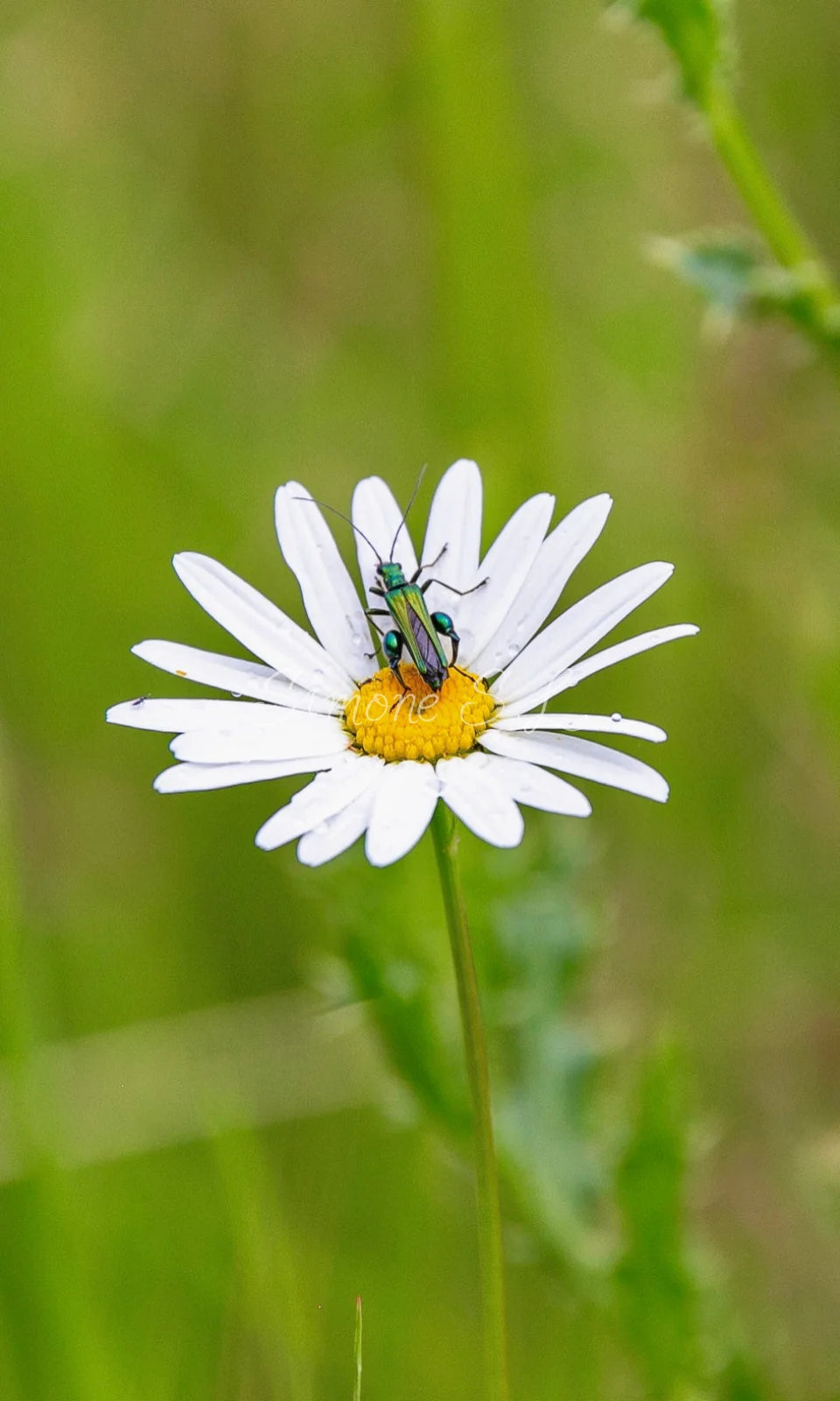 Thick-legged Flower Beetle On Flower (photo)