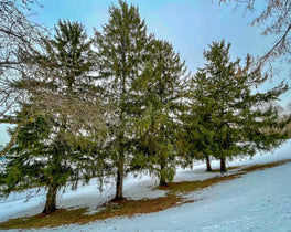 Trees In Germany (photo)