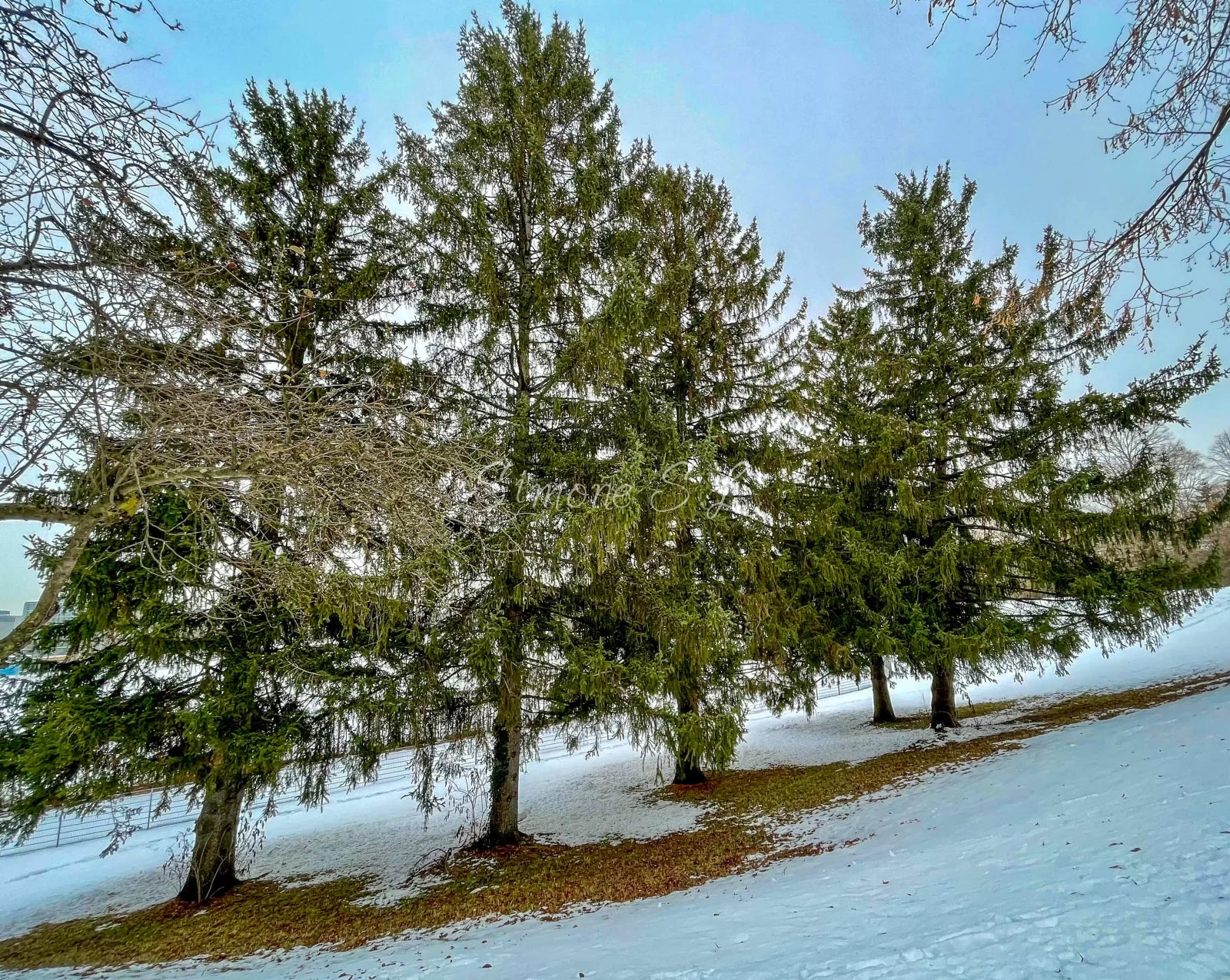 Trees In Germany (photo)