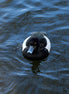 Tufted Duck 2 (photo)