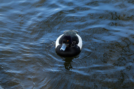 Tufted Duck 2 (photo)
