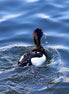 Tufted Duck 3 (photo)