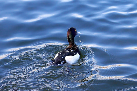 Tufted Duck 3 (photo)