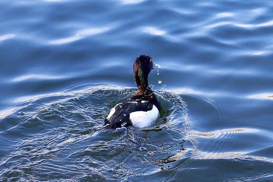 Tufted Duck 3 (photo)
