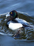Tufted Duck (photo)
