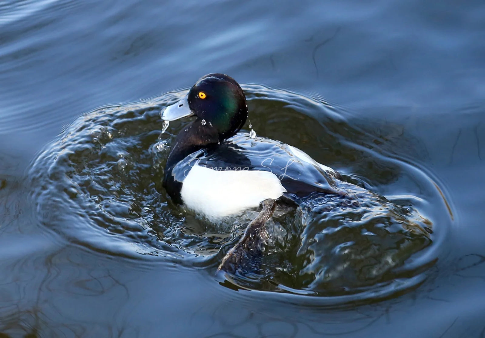 Tufted Duck (photo)