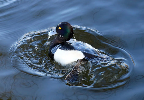 Tufted Duck (photo)
