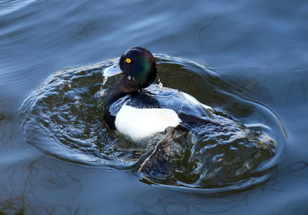 Tufted Duck (photo)