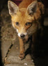 Vixen Red Fox (photo)