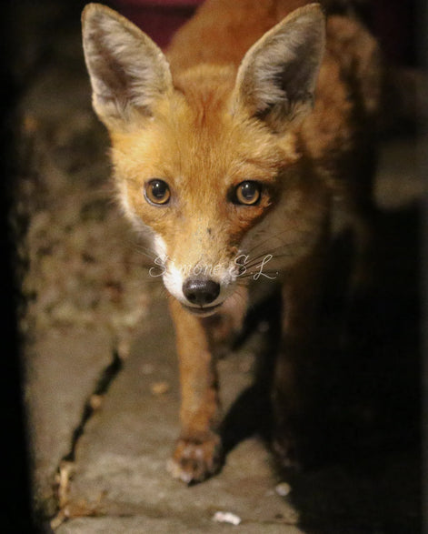 Vixen Red Fox (photo)