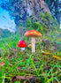 Wild Mushrooms (photo)