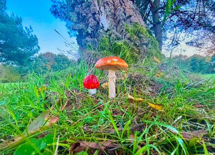 Wild Mushrooms (photo)