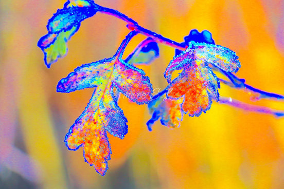 Woods 2 (photo)