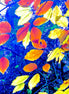 Woods 5 (photo)