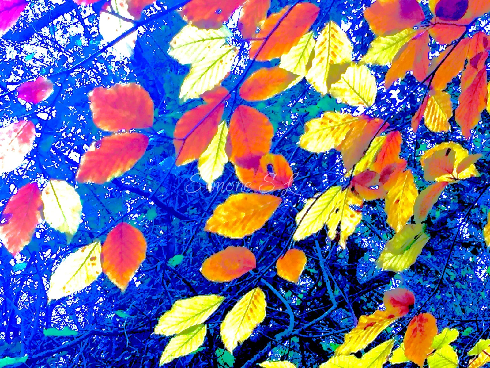 Woods 5 (photo)