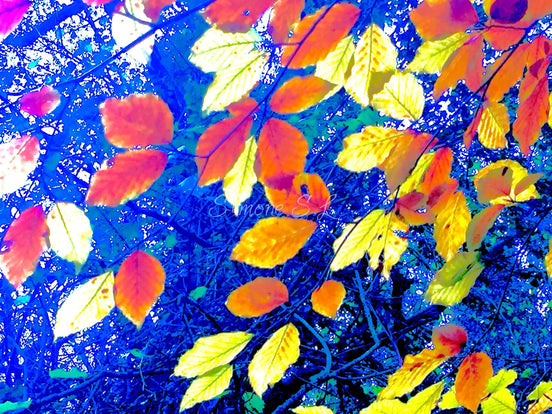 Woods 5 (photo)