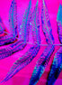 Woods 6 (photo)