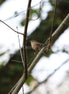 Wren 2 (photo)