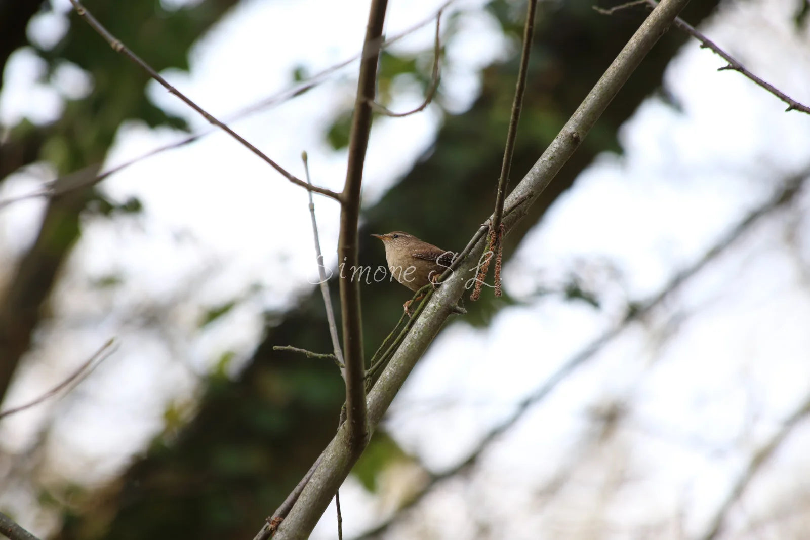 Wren 2 (photo)