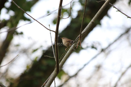 Wren 2 (photo)
