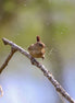 Wren in the wild