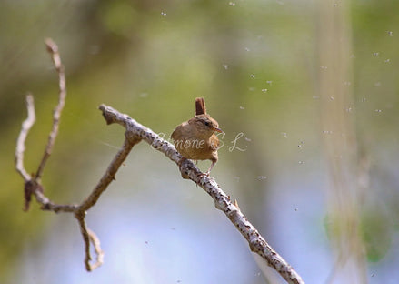 Wren in the wild