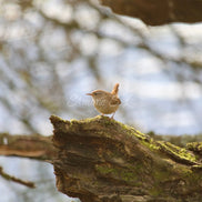 Wren (photo)