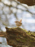 Wren (photo)