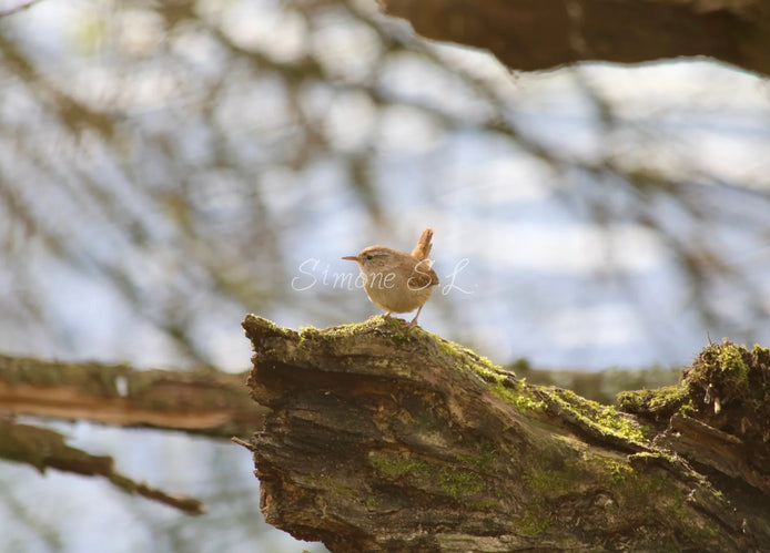 Wren (photo)