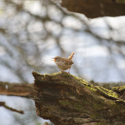 Wren (photo)