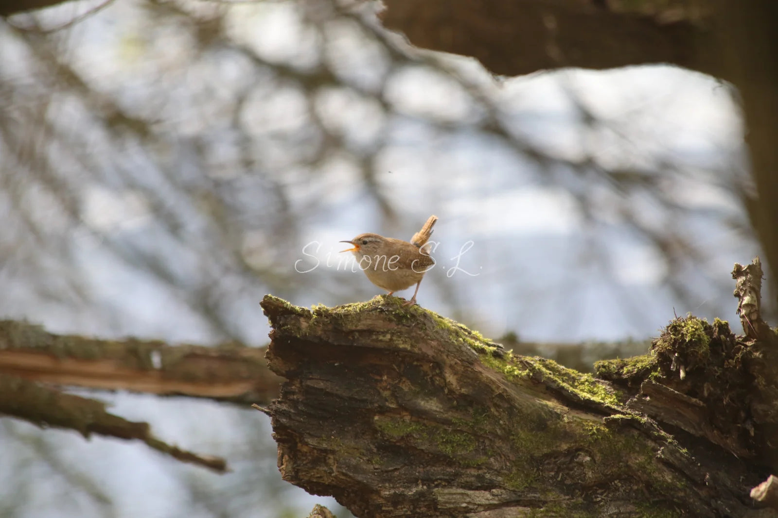Wren (photo)