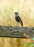 Young Red Start (photo)
