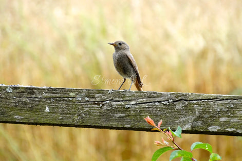 Young Red Start (photo)