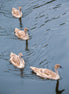 Young Swans / Cygnets (photo)